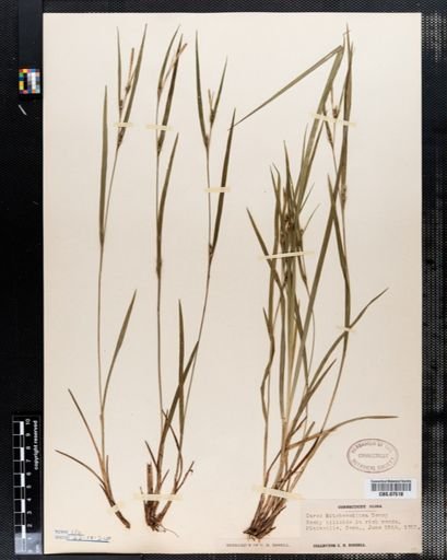 Carex hitchcockiana