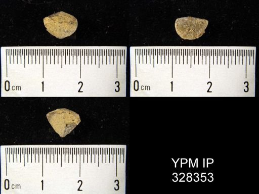 Cyrtina sp.