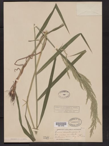 Cinna arundinacea