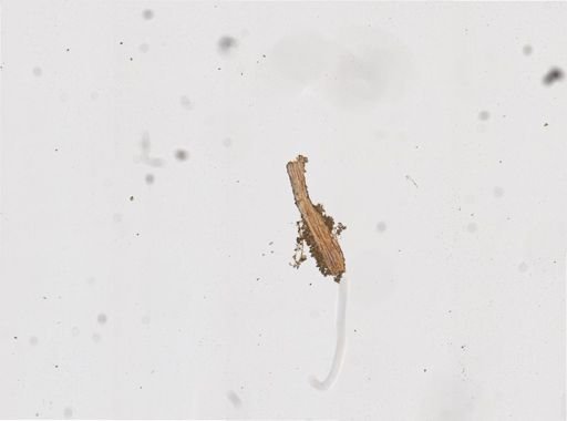 Chaetocladium?