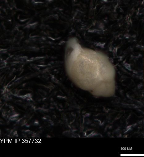 undet. Foraminiferida