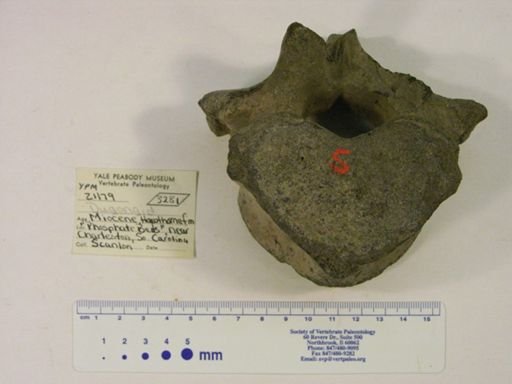 Dugongidae