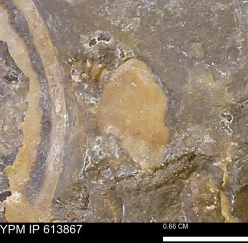 Collignoniceras sp.