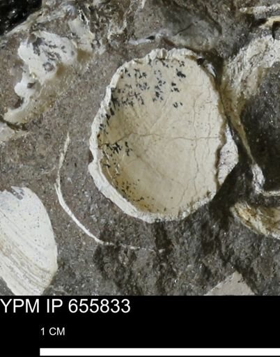 Limopsis striatopunctatus