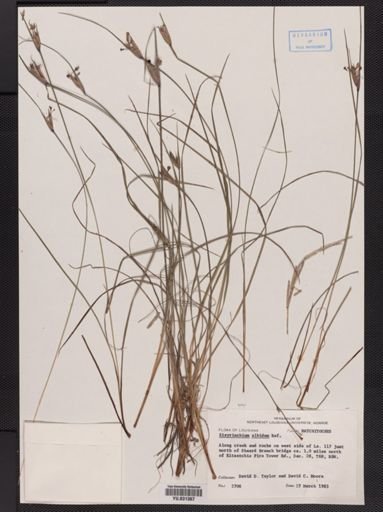 Sisyrinchium albidum