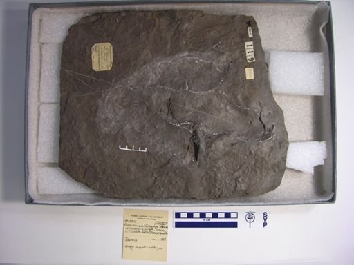 Anchisauripus exsertus