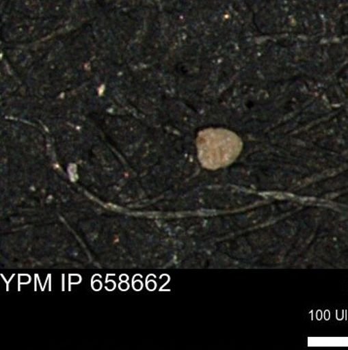 undet. Foraminiferida