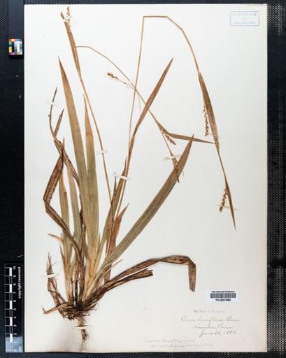 Carex laxiflora