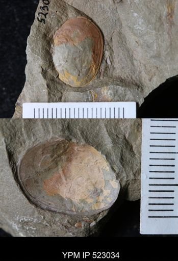 undet. Bivalvia