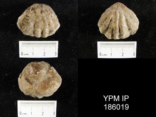 Meekella striatocostata