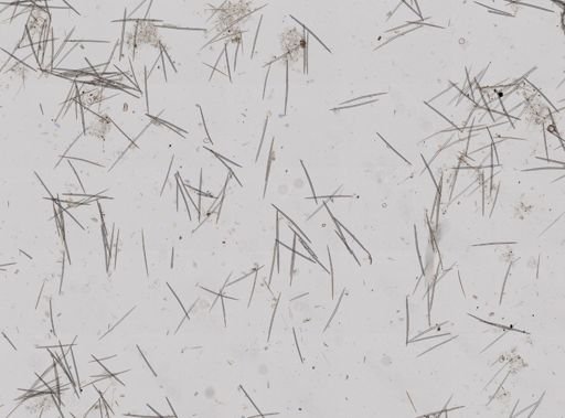 Halichondria bowerbanki