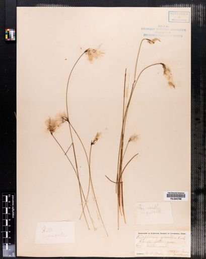 Eriophorum gracile