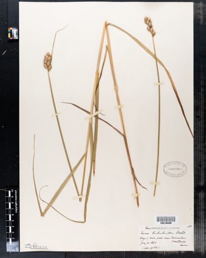 Carex tribuloides