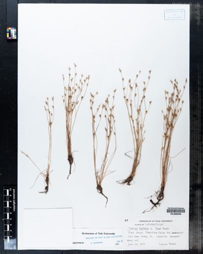 Juncus bufonius