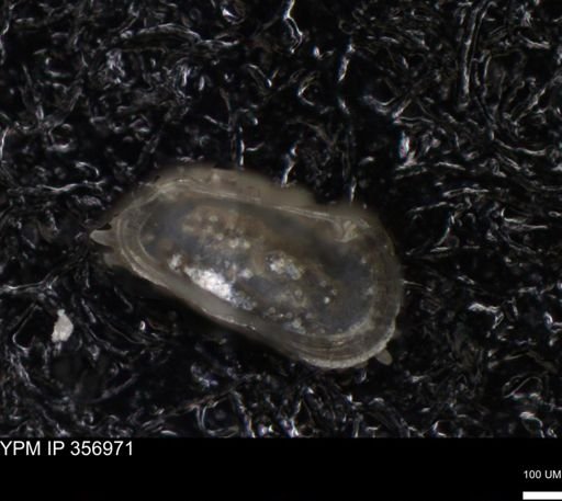 undet. Echinoidea