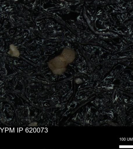 undet. Foraminiferida