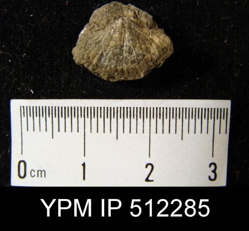 Spirifer sp.