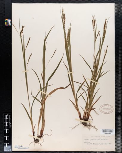 Carex gracillima
