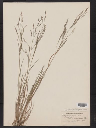 Agrostis scabra