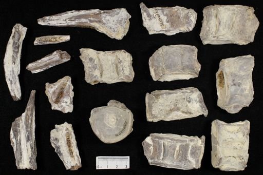 undet. Ichthyodectidae