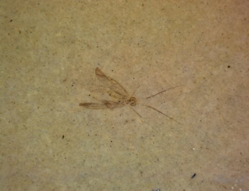 Hemiptera?