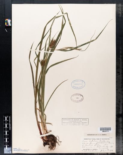 Carex lupulina