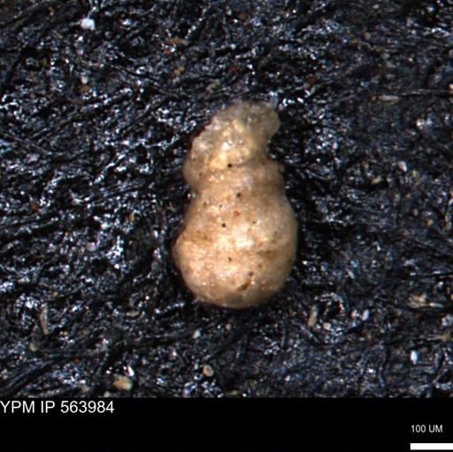 Ammobaculites euides
