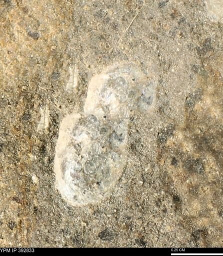 undet. Mollusca