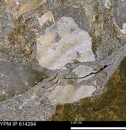 Ammonoidea