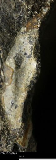 undet. Mollusca