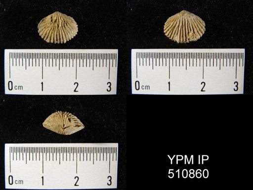 undet. Camarotoechiidae