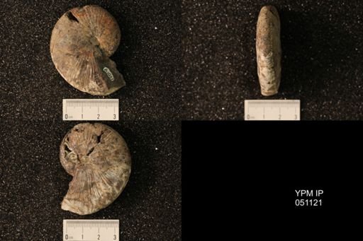 Hoploscaphites nicolletii