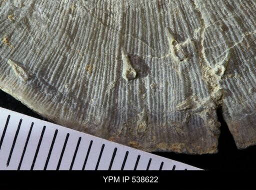 Cornulites sp.