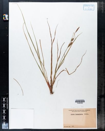 Carex lanuginosa