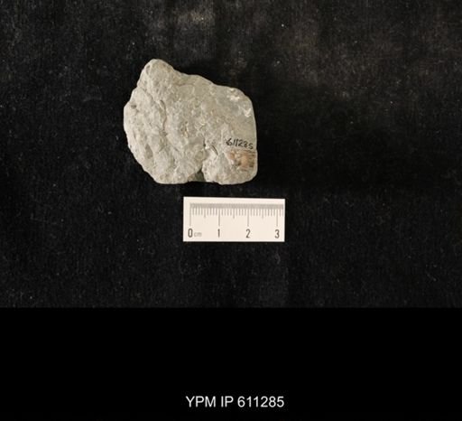 Flexicalymene sp.