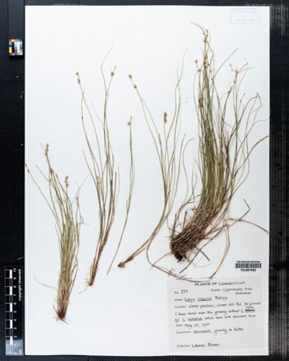 Carex interior