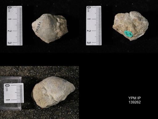 Productus (Linoproductus) lineatus