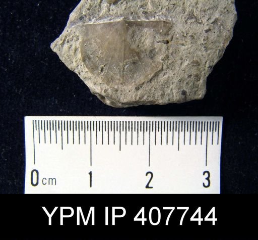 Strophonella sp.