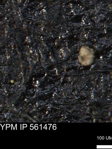 Spirolocammina subcircularis