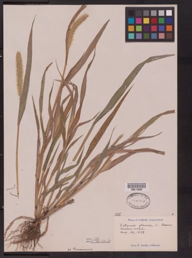 Setaria glauca