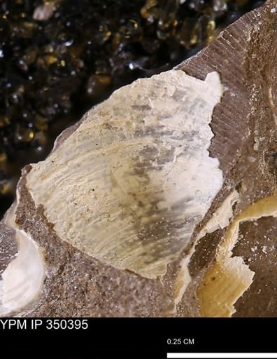 Limopsis striatopunctatus