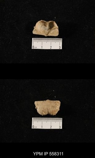 Yakovlevia sp.