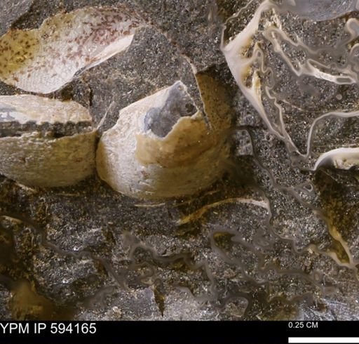 Limopsis? striatopunctatus