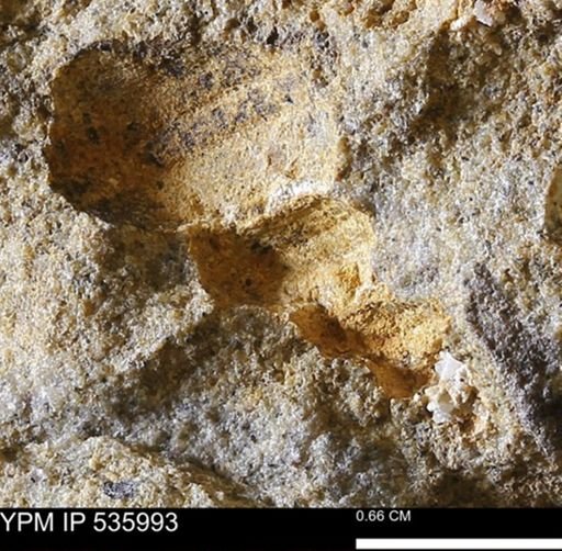 Goniobasis tenuicarinata