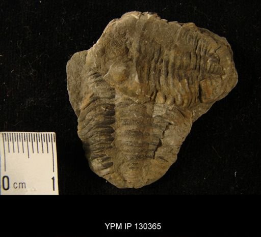 Phacops rana