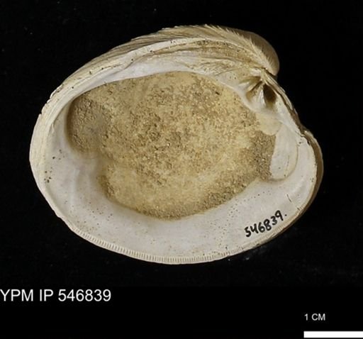 Venus mercenaria antiqua