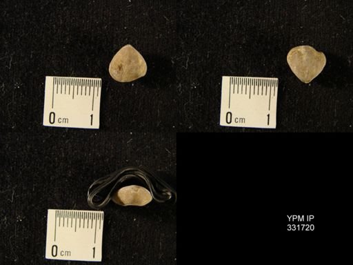 Eodictyonella sp.