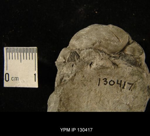 Phacops rana