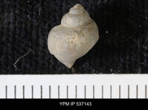Viviparus montanaensis
