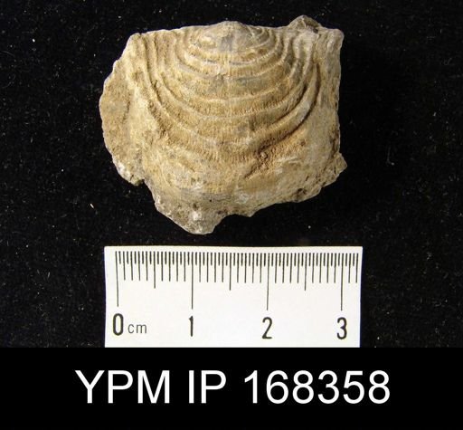 Leptaena rhomboidalis